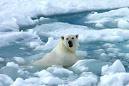 Desparecerá 80 por ciento del hielo ártico. Mención a Cuba