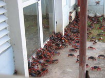Invasión de cangrejos rojos en Guanahacabibes