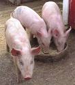 Alerta Cuba ante la influenza porcina