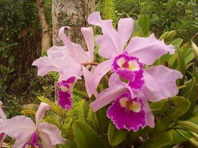 Premio nacional a cultivador pinareño de orquídeas