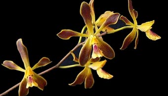 Primer taller de ecología de la población de orquídeas. Pinar del Río