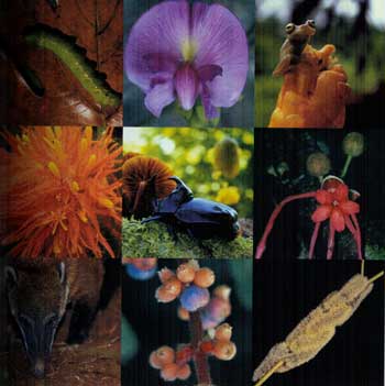 2010 año internacional de la biodiversidad